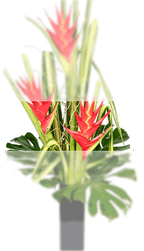 flower delivery display 